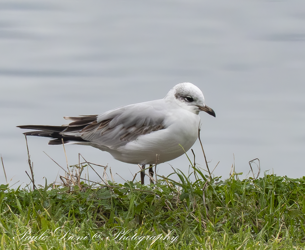 Mediterranean Gull - ML646066889