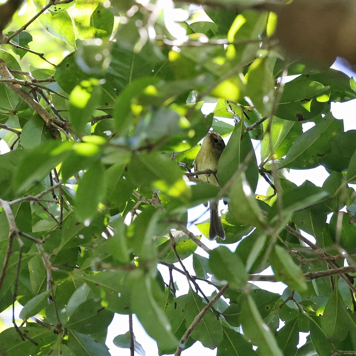 Bahia Tyrannulet - ML646066891