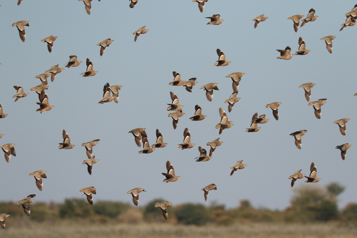 Burchell's Sandgrouse - ML646066899