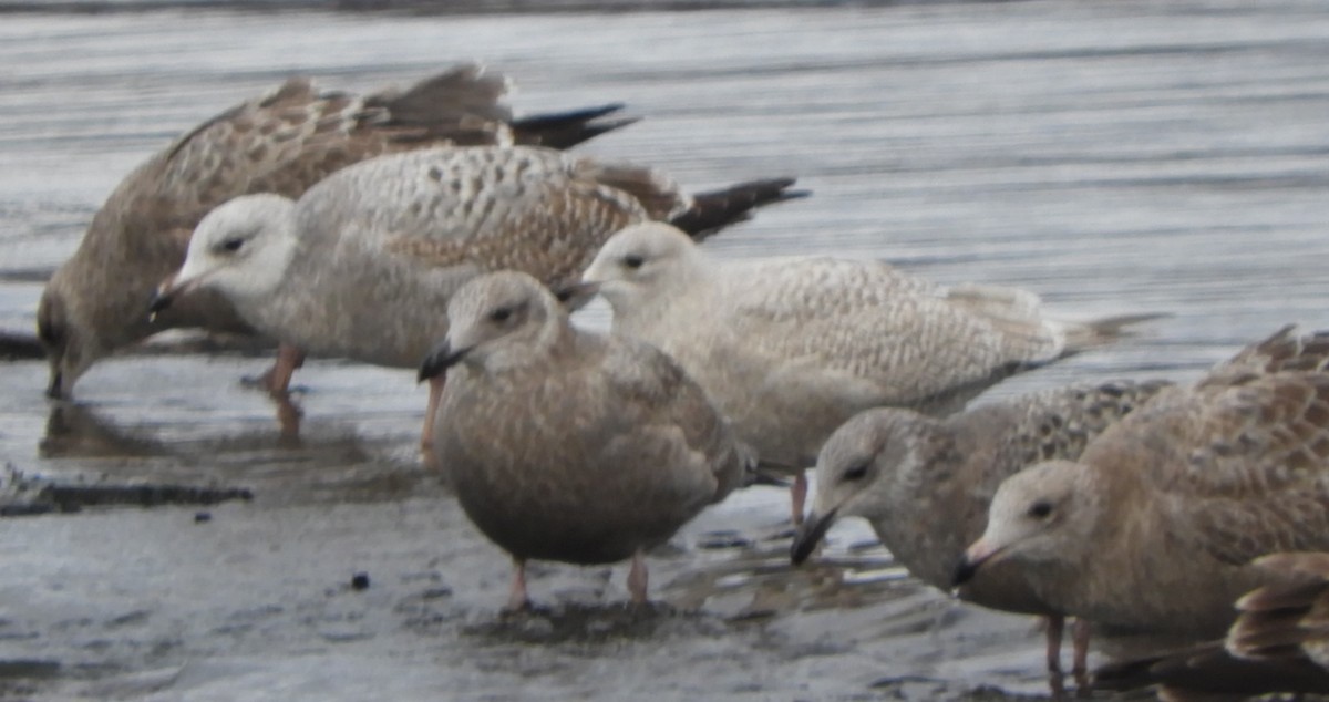Iceland Gull - ML646066902