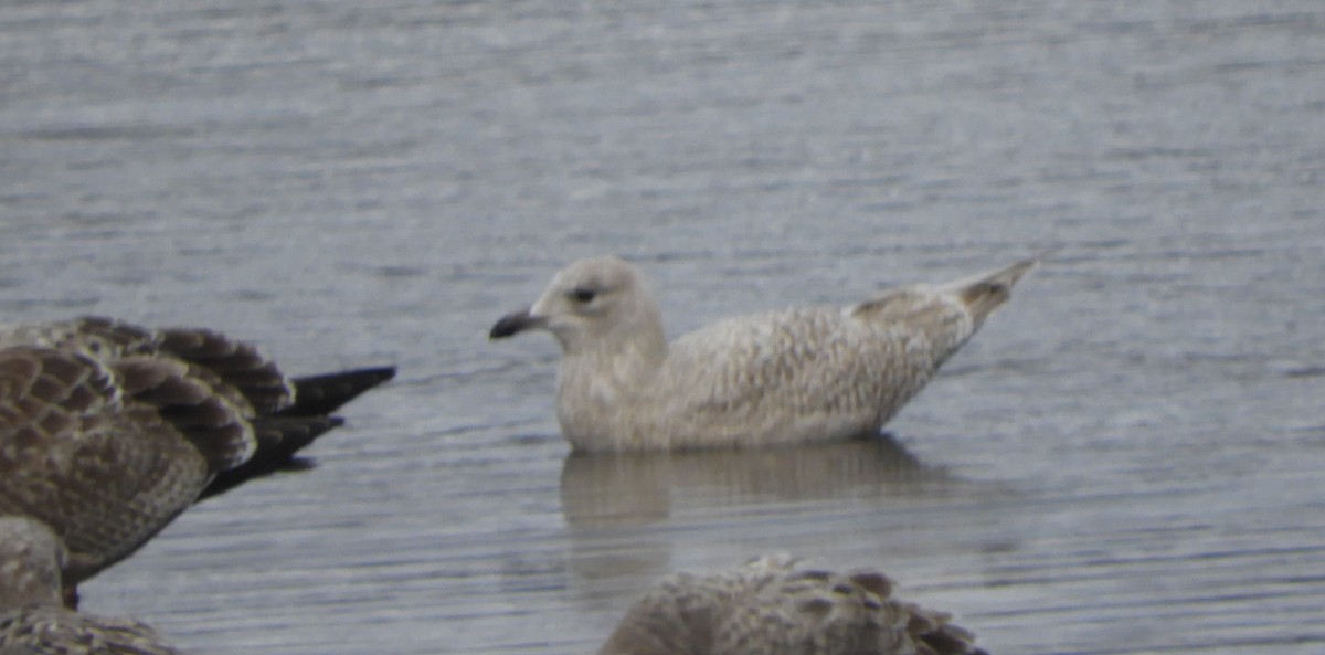 Iceland Gull - ML646066903