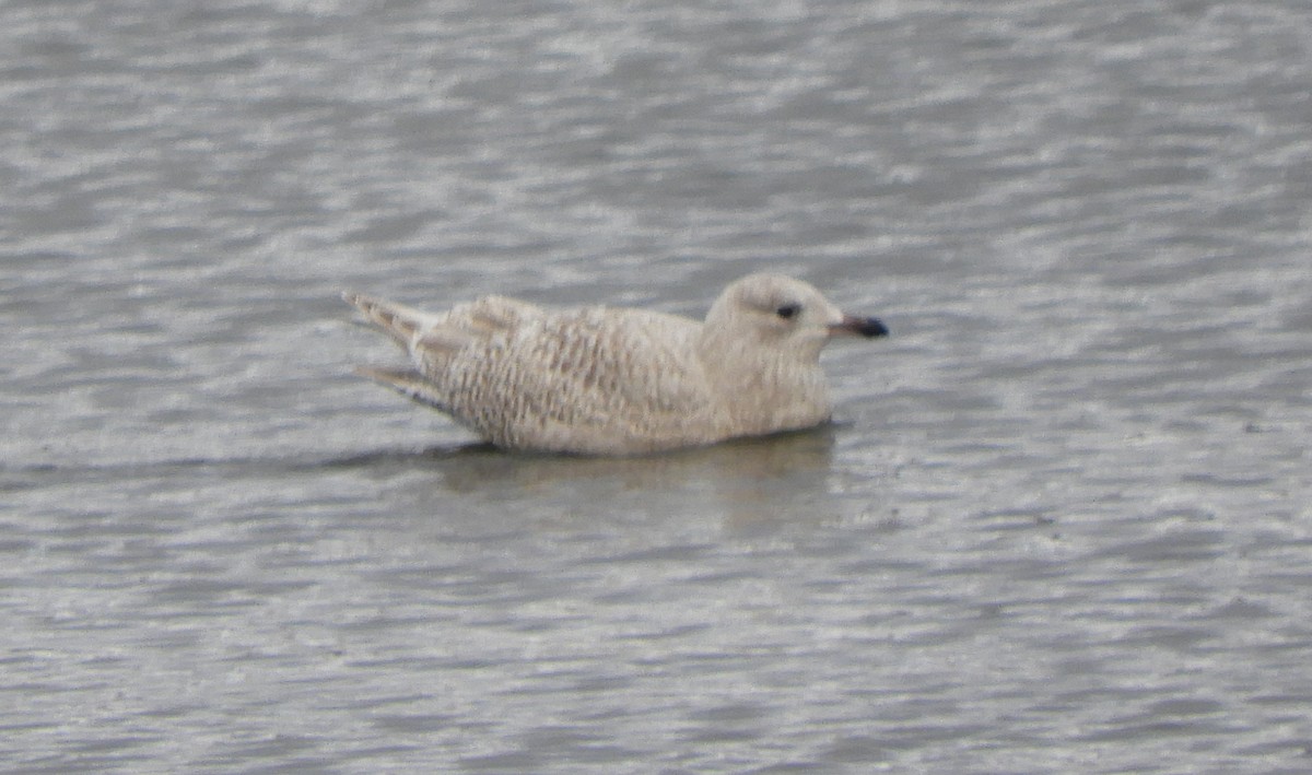 Iceland Gull - ML646066904