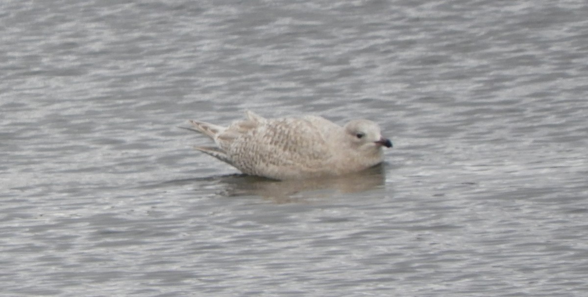 Iceland Gull - ML646066905