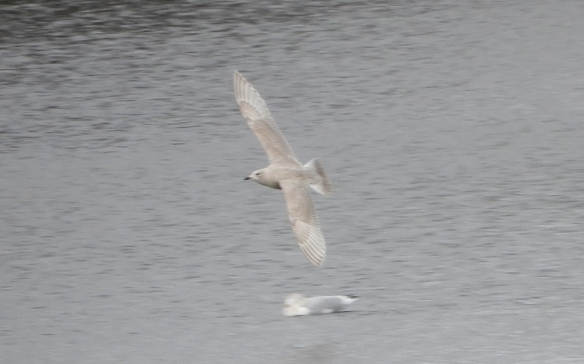 Iceland Gull - ML646066906