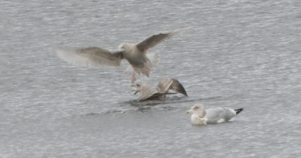 Iceland Gull - ML646066907