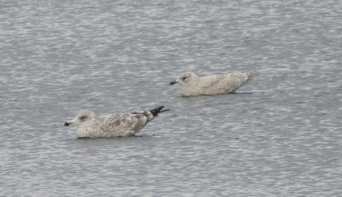 Iceland Gull - ML646066908