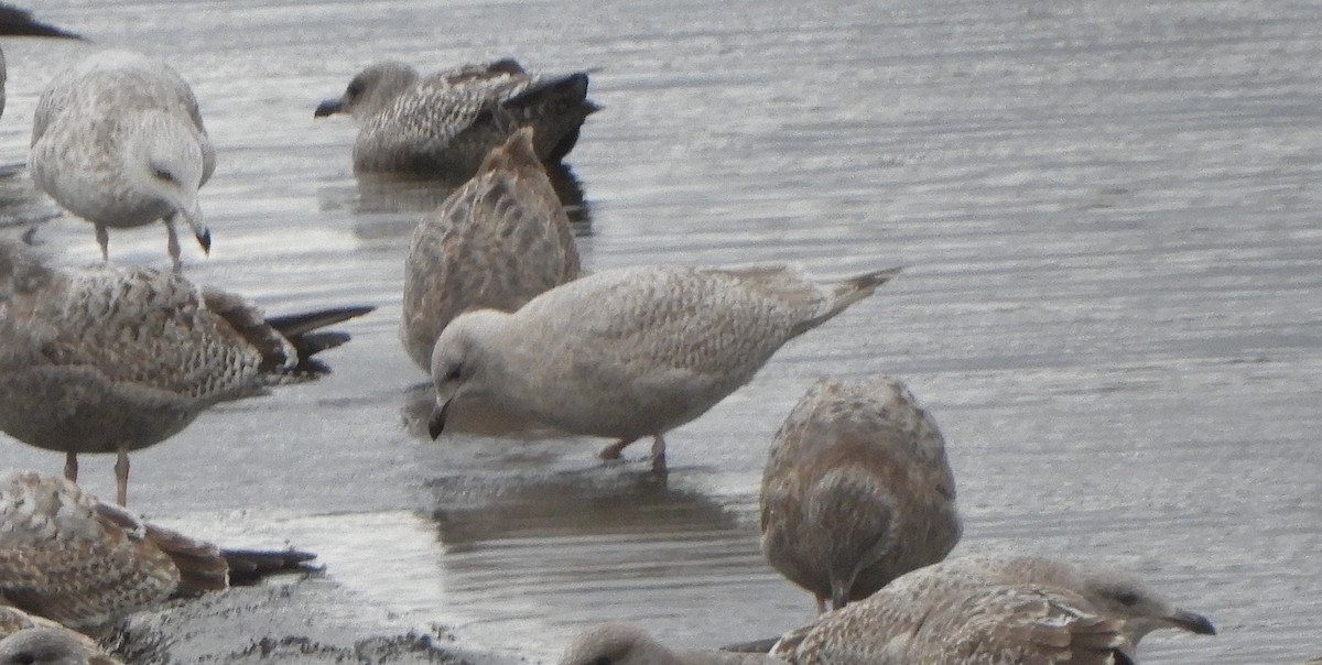 Iceland Gull - ML646066909