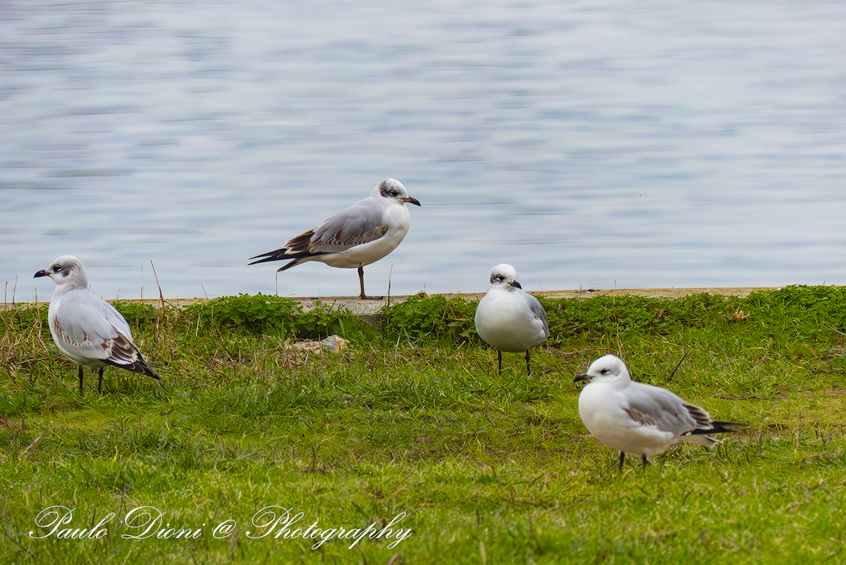 Mediterranean Gull - ML646066910