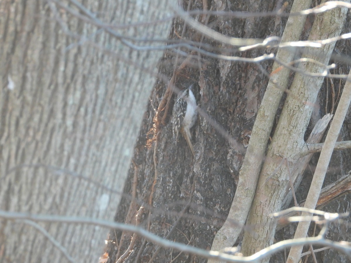 Brown Creeper - ML646066919