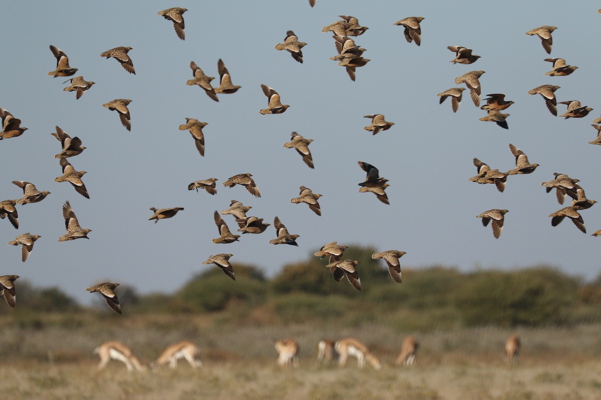 Burchell's Sandgrouse - ML646066920
