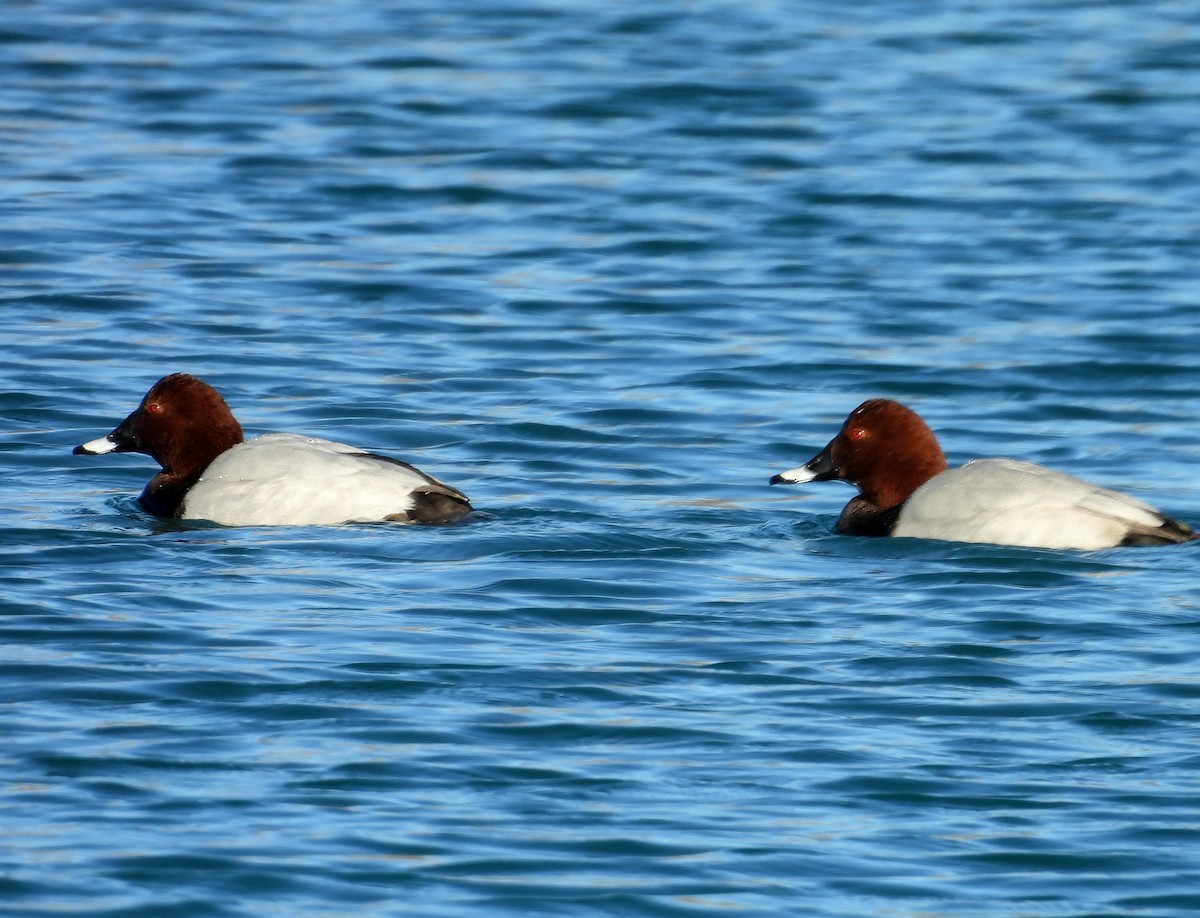 Common Pochard - ML646066921