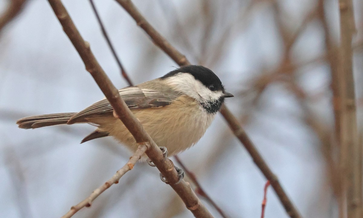 Гаїчка світлокрила - ML646066923