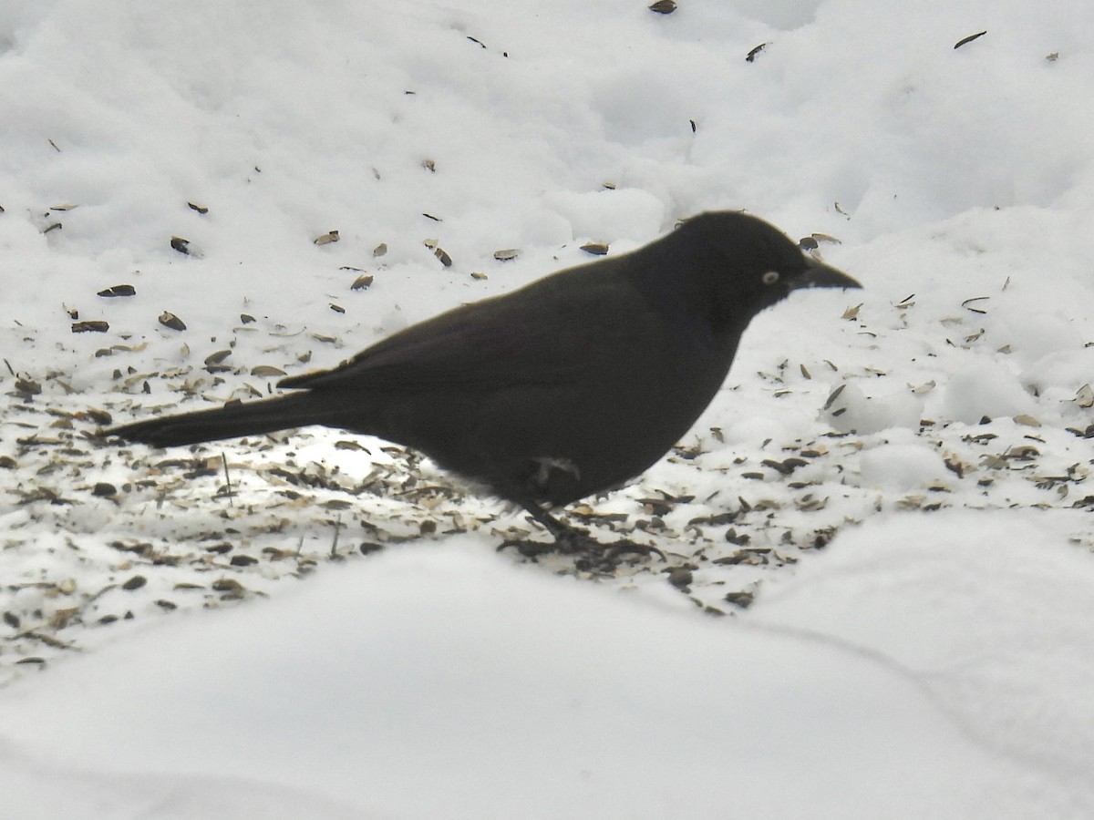 Гракл пурпуровошиїй - ML646066924