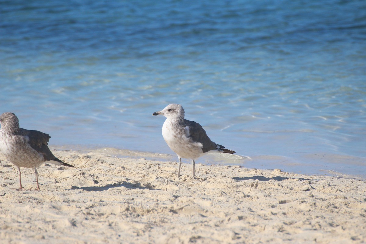 Zafferano - ML646066929