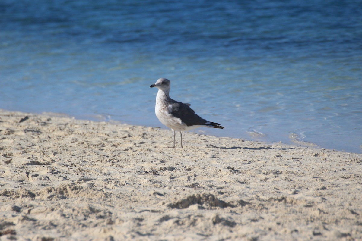 Zafferano - ML646066931