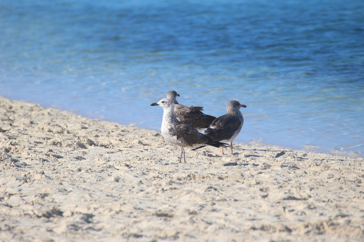 Zafferano - ML646066932