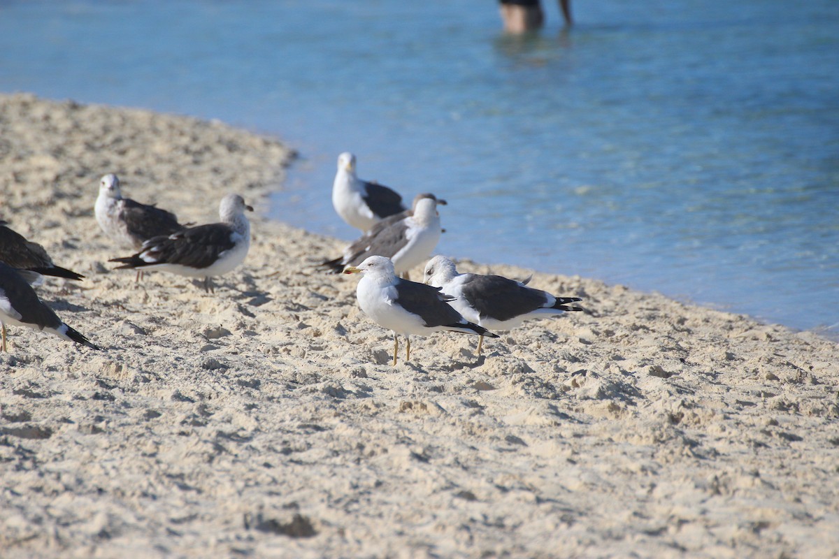 Zafferano - ML646066933