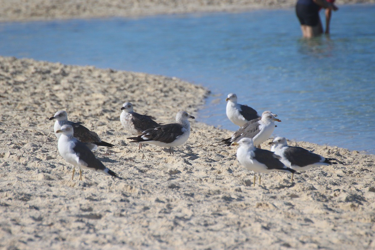 Zafferano - ML646066934