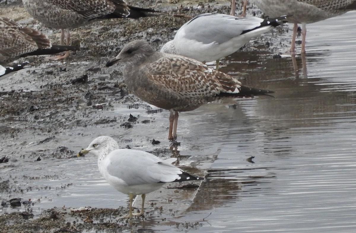 American Herring Gull - ML646066938