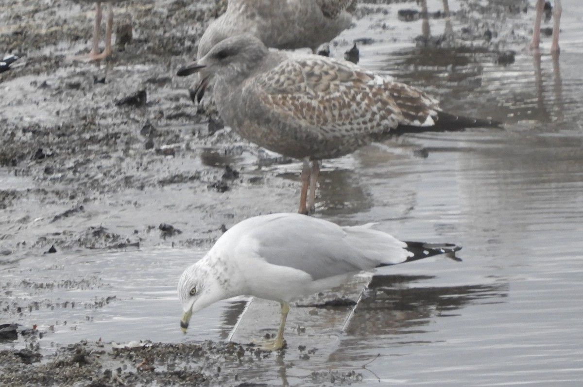 American Herring Gull - ML646066939