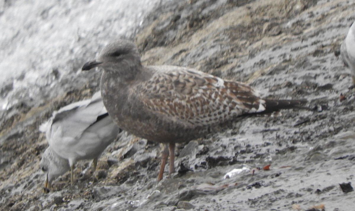 American Herring Gull - ML646066940