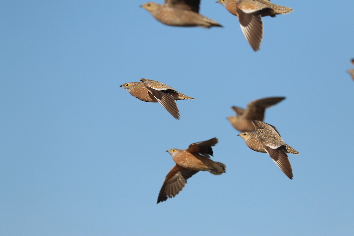 Burchell's Sandgrouse - ML646066941