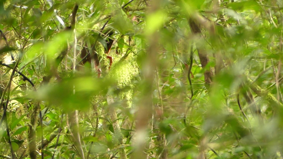 Gray-cowled Wood-Rail - ML646066944