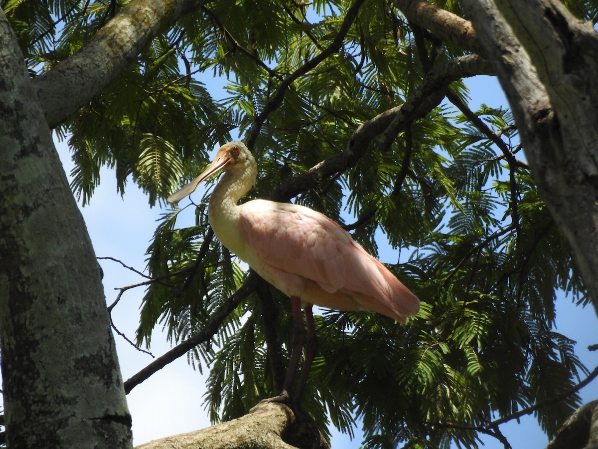 Roseate Spoonbill - ML646066947