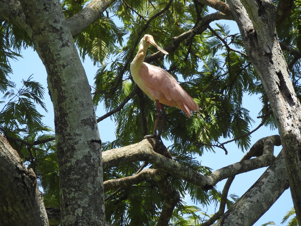 Roseate Spoonbill - ML646066948