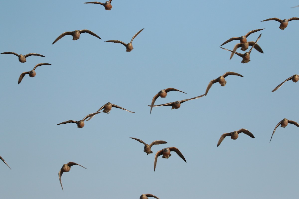 Burchell's Sandgrouse - ML646066949