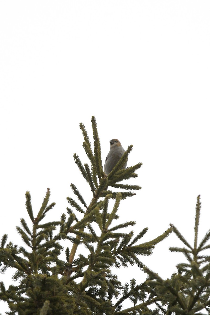 Pine Grosbeak - ML646066953