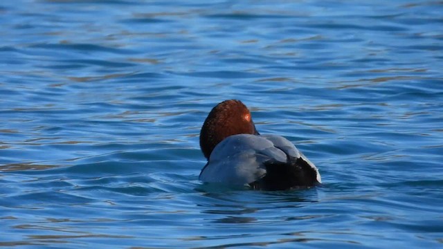 Common Pochard - ML646066959