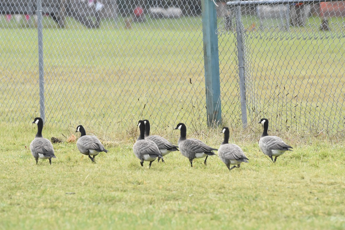 小加拿大雁 - ML646066962