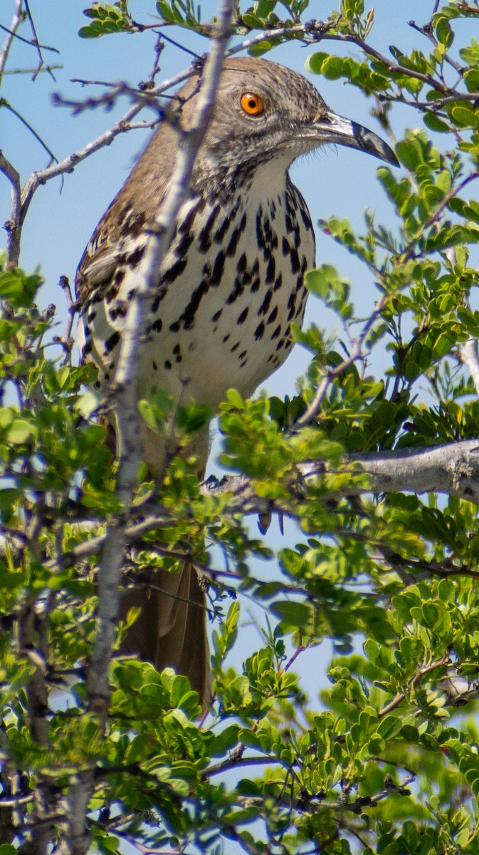 Long-billed Thrasher - ML646066963