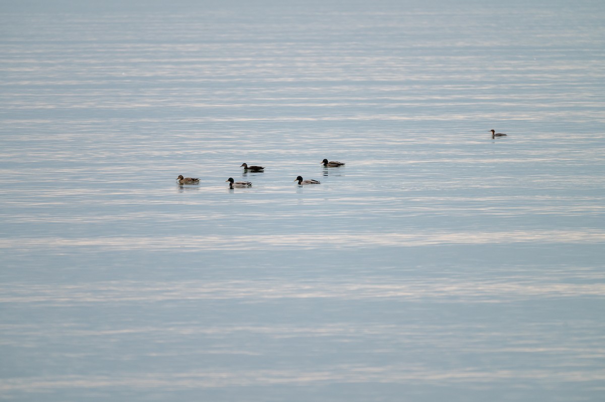 Mallard - ML646066964