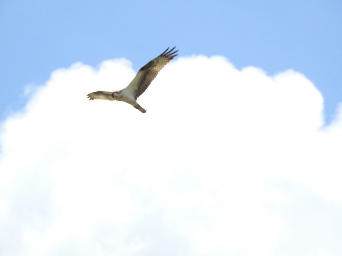 Osprey - ML646066970