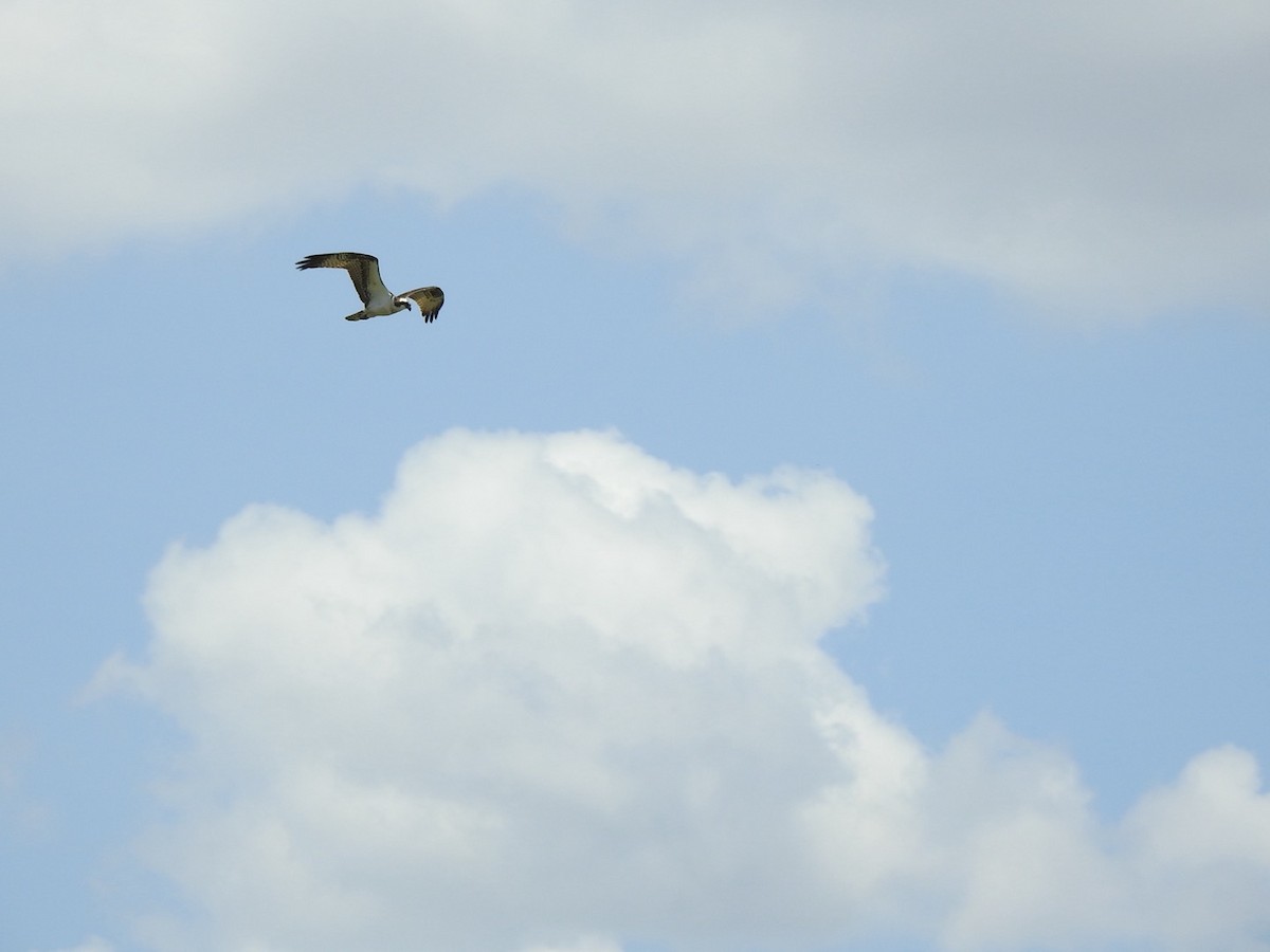 Osprey - ML646066971