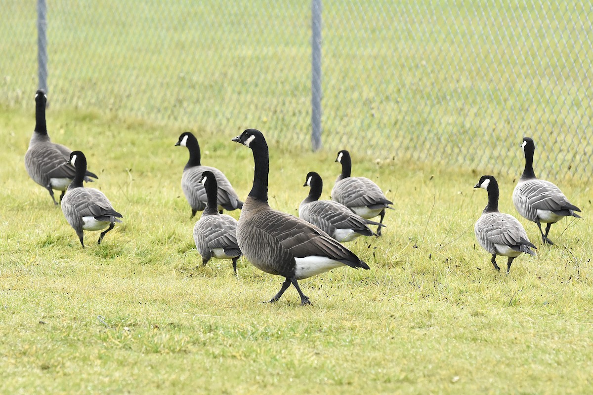 Canada Goose (occidentalis/fulva) - ML646066982