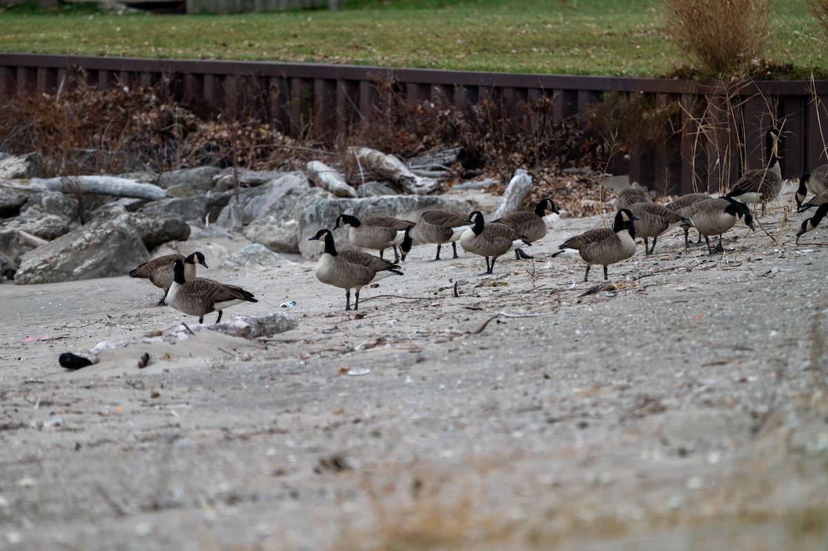 Canada Goose - ML646066984