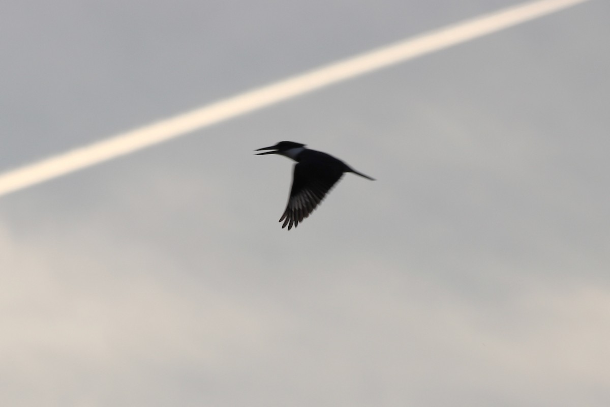 Belted Kingfisher - ML646066988