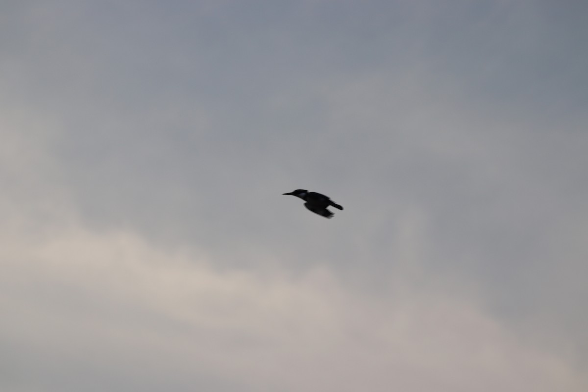 Belted Kingfisher - ML646066989