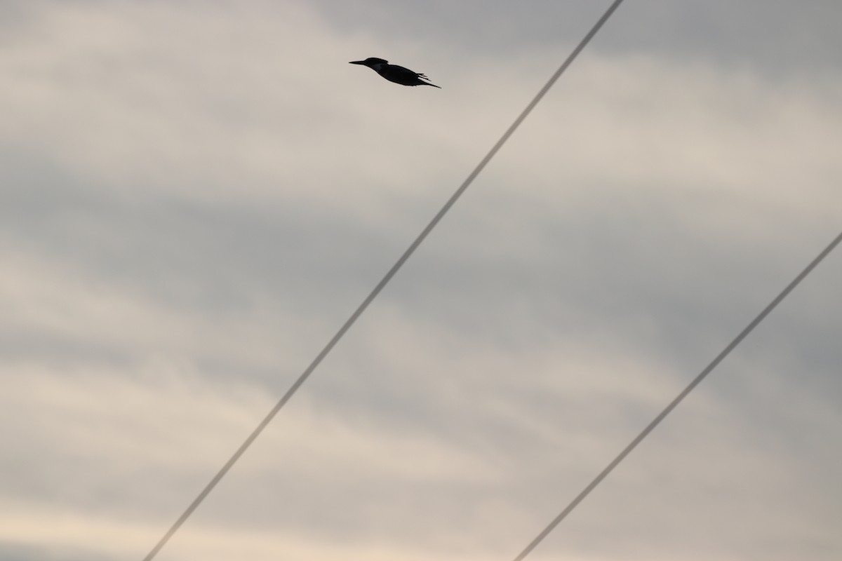 Belted Kingfisher - ML646066990