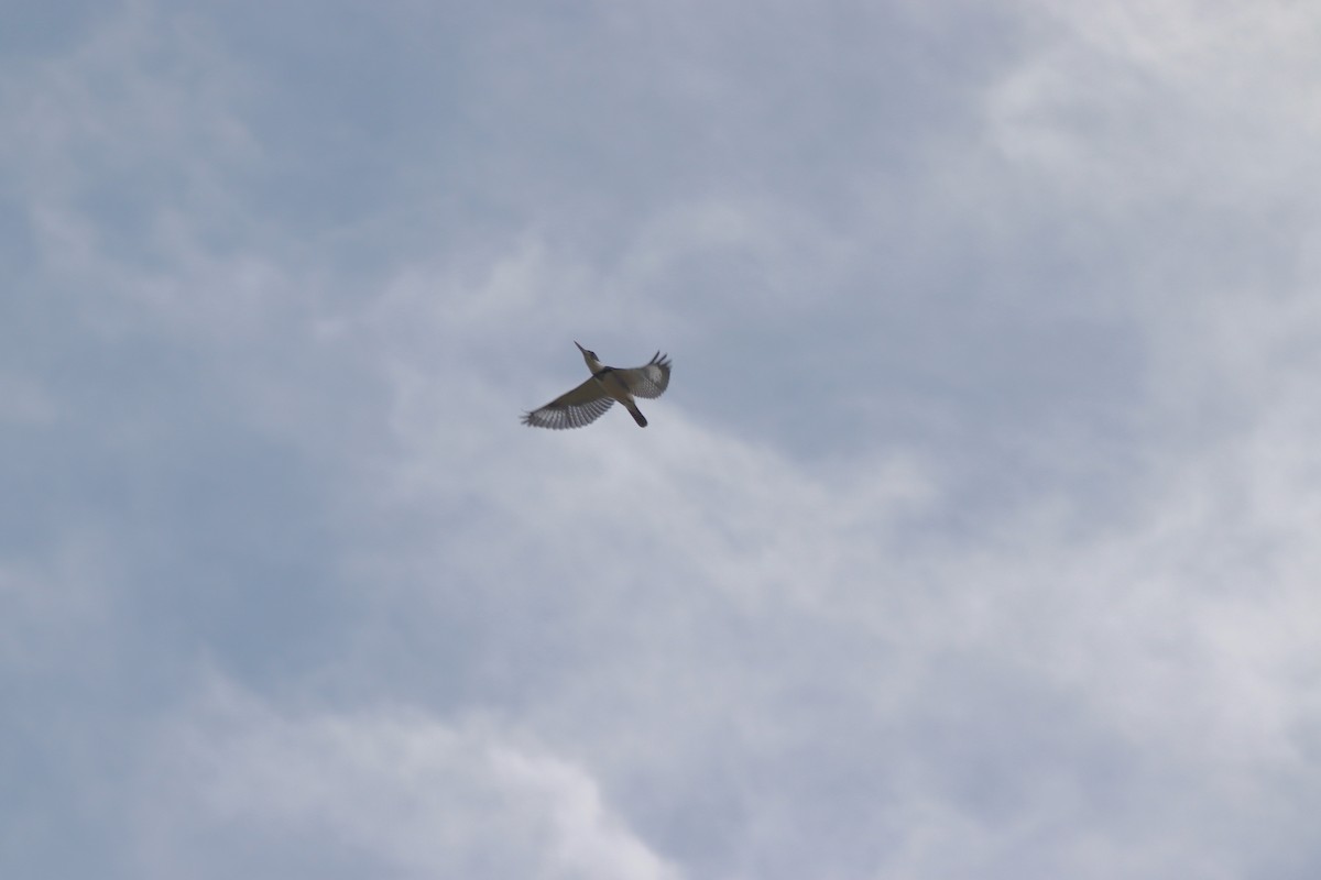 Belted Kingfisher - ML646066994