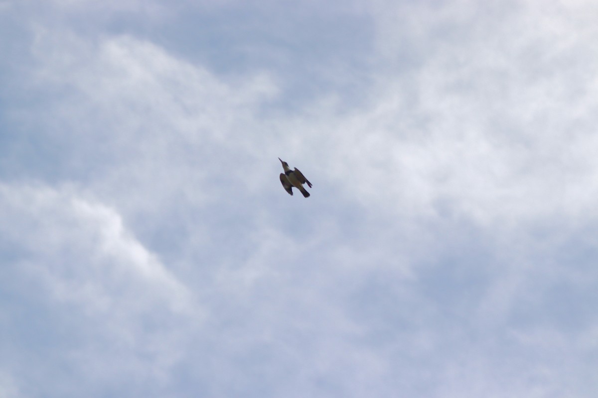 Belted Kingfisher - ML646066995