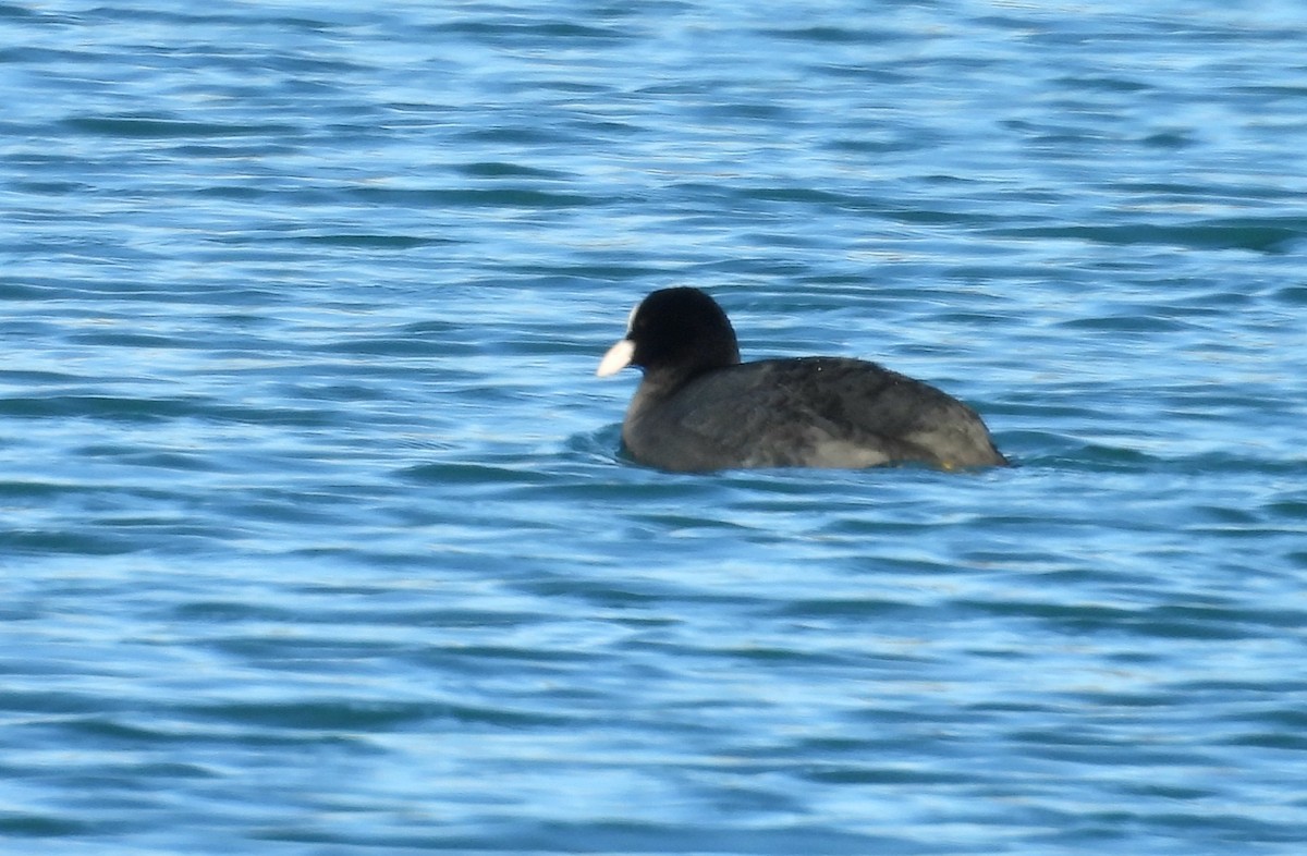 Eurasian Coot - ML646066999