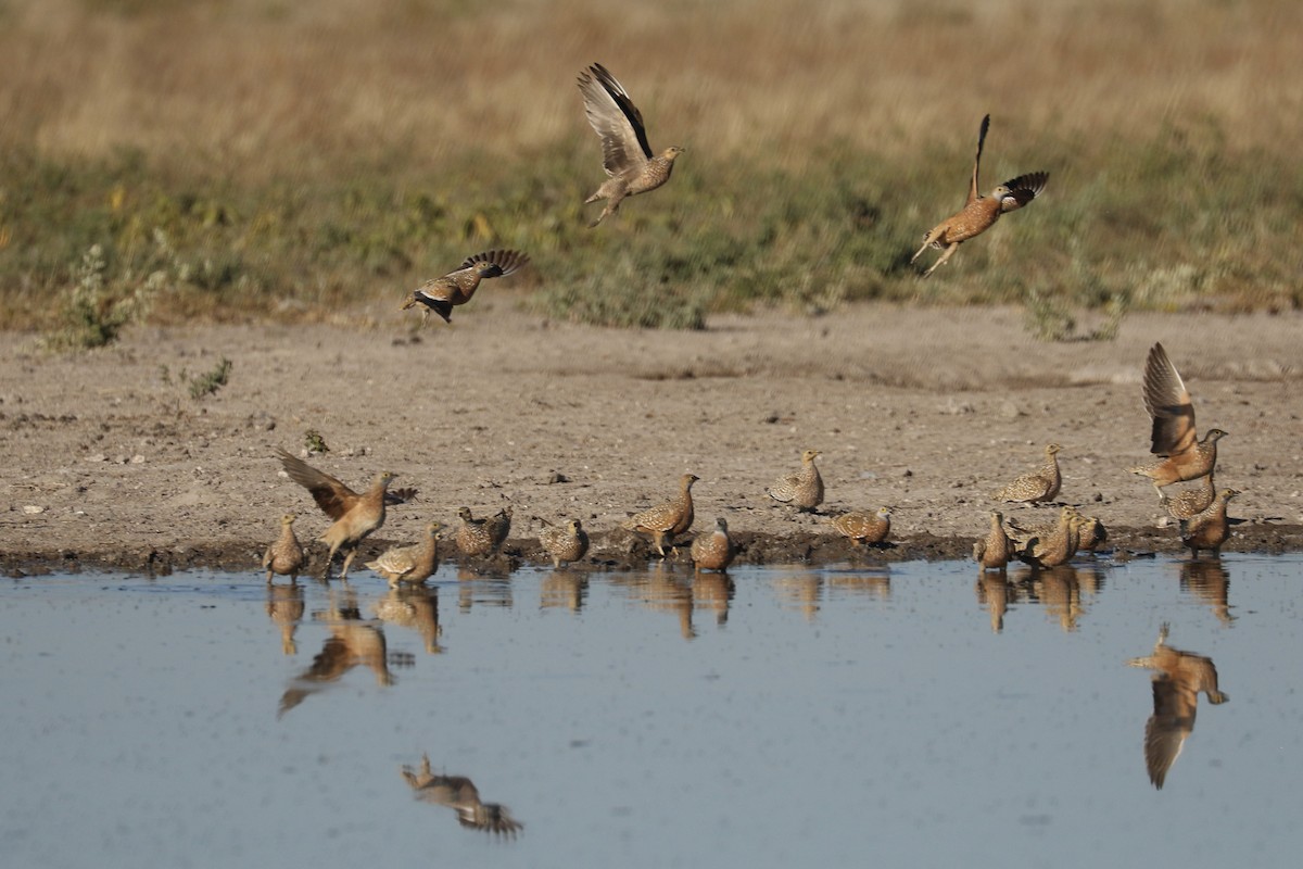 Burchell's Sandgrouse - ML646067000