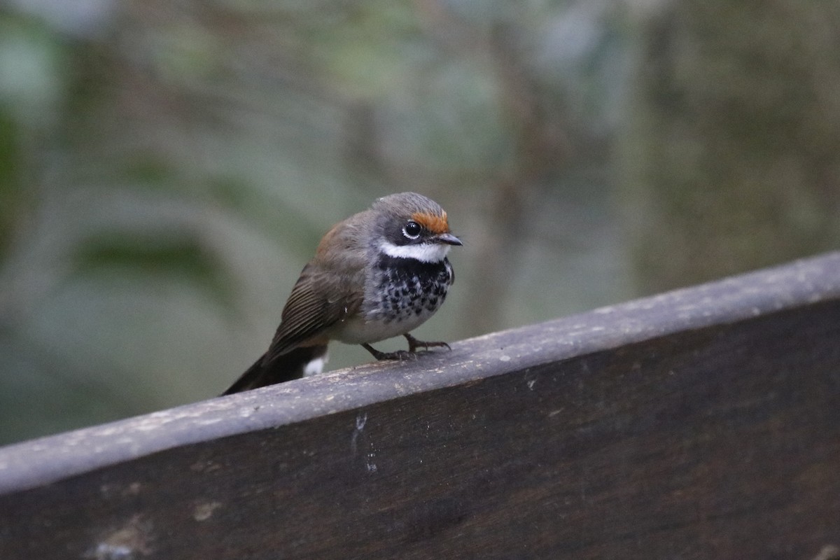 Australian Rufous Fantail - ML646067006