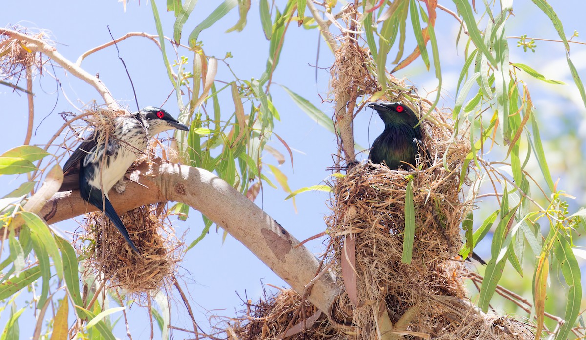 špaček lesklý - ML646067008