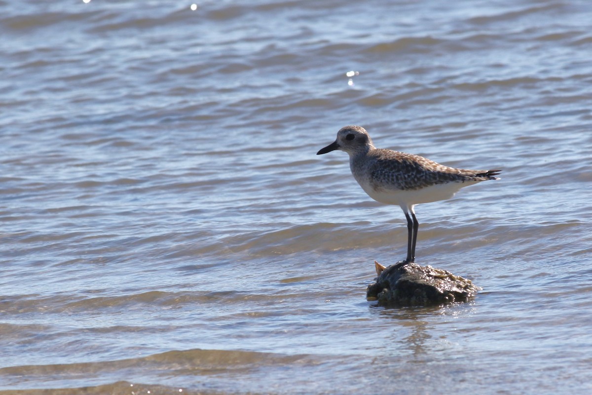 Black-bellied Plover - ML646067009