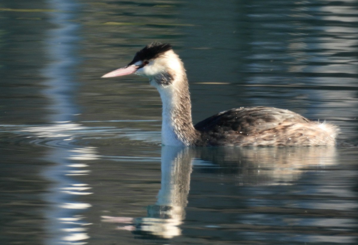 Great Crested Grebe - ML646067012